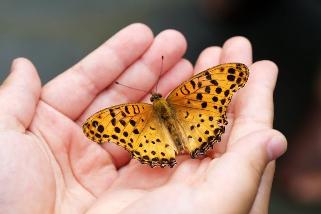 butterfly, insects, hand